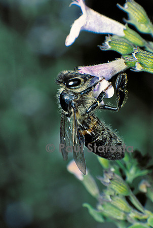 Apis mellifera (abeille) - butinant une fleur de calament