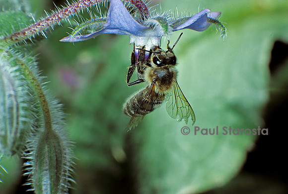 Apis mellifera (abeille) - butinant une fleur de bourrache