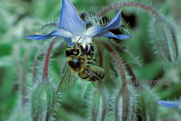 Apis mellifera (abeille) - butinant une fleur de bourrache