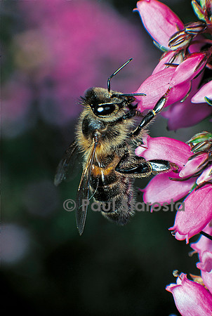 Apis mellifera (abeille) - butinant de la bruyère