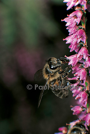 Apis mellifera (abeille) - butinant de la bruyère