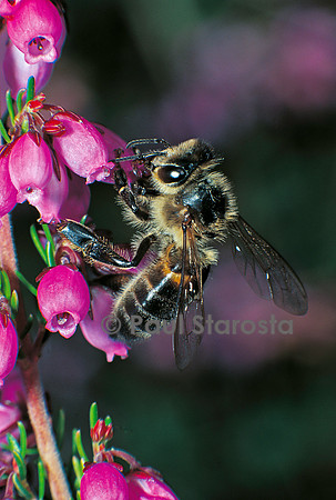 Apis mellifera (abeille) - butinant de la bruyère