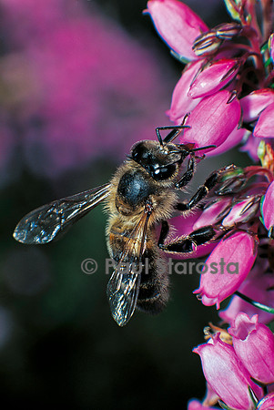 Apis mellifera (abeille) - butinant de la bruyère