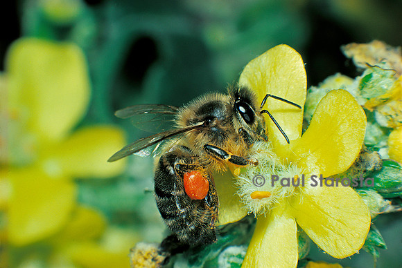 Apis mellifera (abeille) - récoltant du pollen sur du bouillon blanc