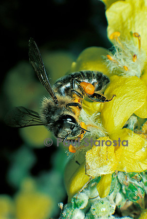 Apis mellifera (abeille) - récoltant du pollen sur du bouillon blanc