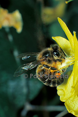 Apis mellifera (abeille) - récoltant du pollen sur du bouillon blanc