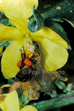Apis mellifera (abeille) - récoltant du pollen sur du bouillon blanc
