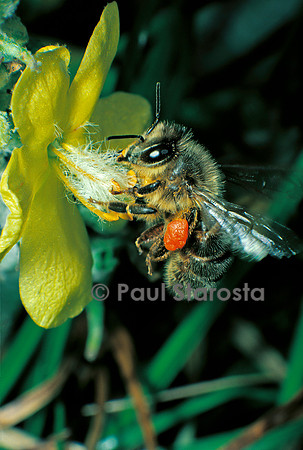Apis mellifera (abeille) - récoltant du pollen sur du bouillon blanc
