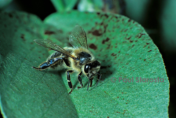 Apis mellifera (abeille) - récoltant du miellat