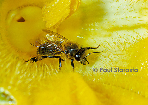 Apis mellifera (abeille) - dans une fleur de courgette