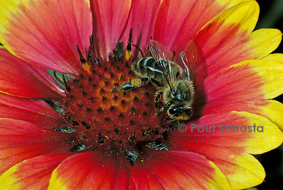 Apis mellifera (abeille) - butinant une fleur