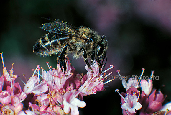Apis mellifera (abeille) - butinant une fleur d'origan