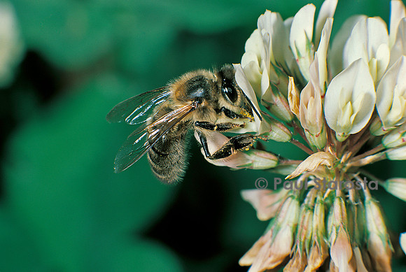 Apis mellifera (abeille) - butinant une fleur de trèfle