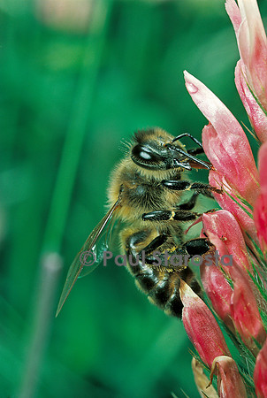 Apis mellifera (abeille) - butinant une fleur de trèfle
