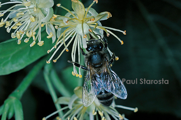 Apis mellifera (abeille) - butinant une fleur de tilleul
