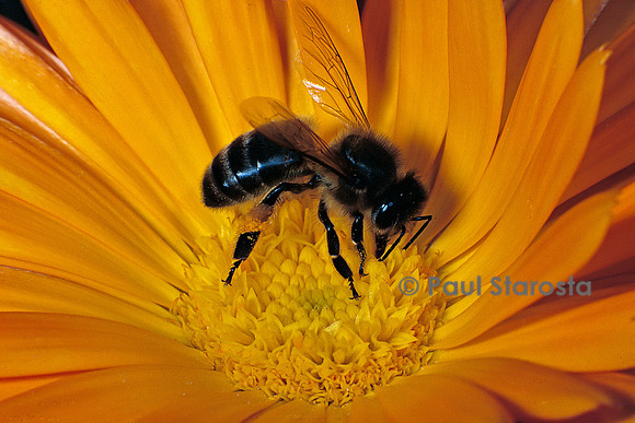 Apis mellifera (abeille) - butinant une fleur de souci