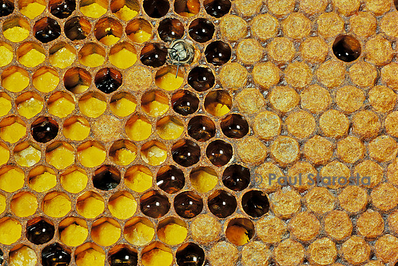 Apis mellifera (abeille) - couvain et réserves