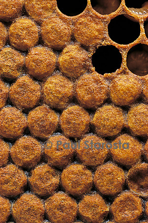 Apis mellifera (abeille) - couvain operculé