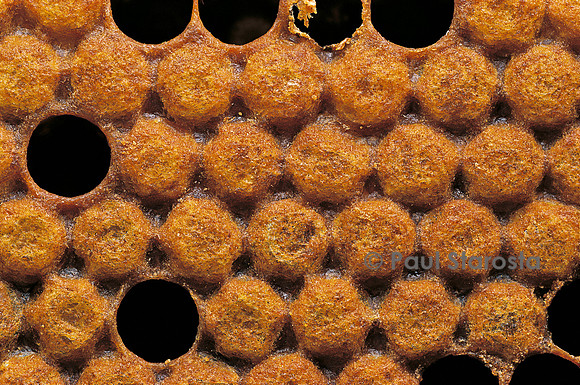 Apis mellifera (abeille) - couvain operculé