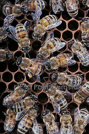 Apis mellifera (abeille) - danse