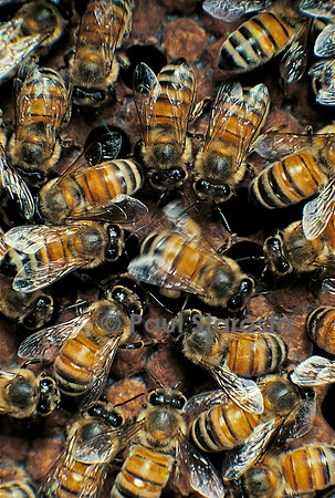 Apis mellifera (abeille) - danse