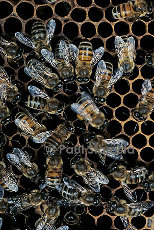 Apis mellifera (abeille) - danse