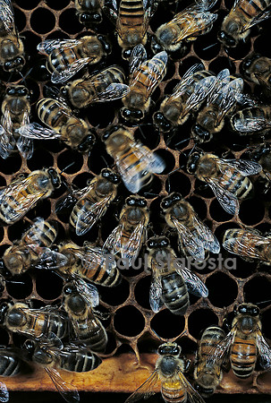 Apis mellifera (abeille) - danse