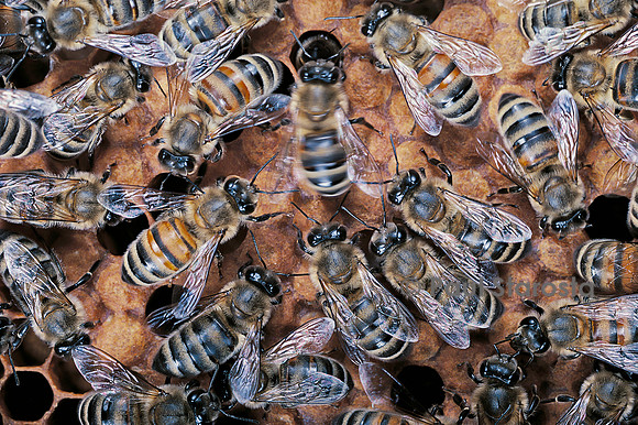 Apis mellifera (abeille) - danse