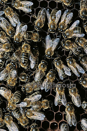 Apis mellifera (abeille) - danse