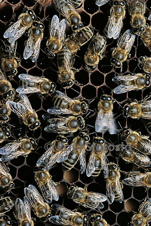 Apis mellifera (abeille) - danse