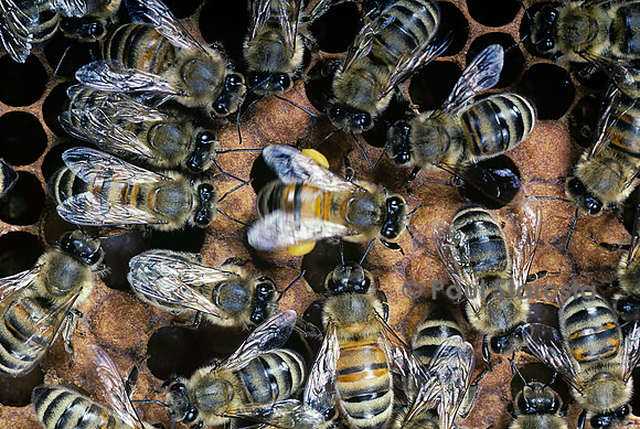 Apis mellifera (abeille) - danse