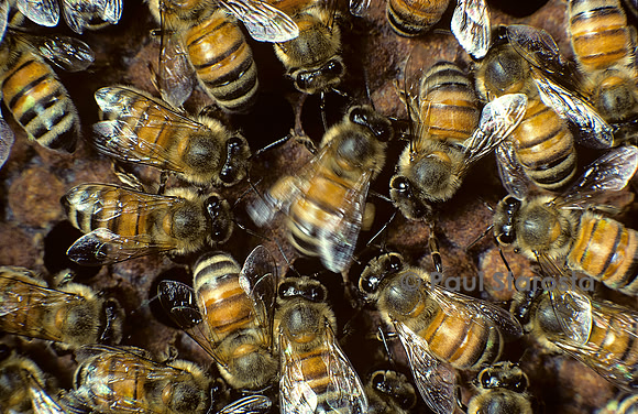Apis mellifera (abeille) - danse