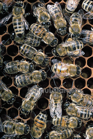 Apis mellifera (abeille) - danse