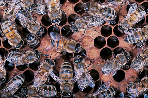 Apis mellifera (abeille) - danse