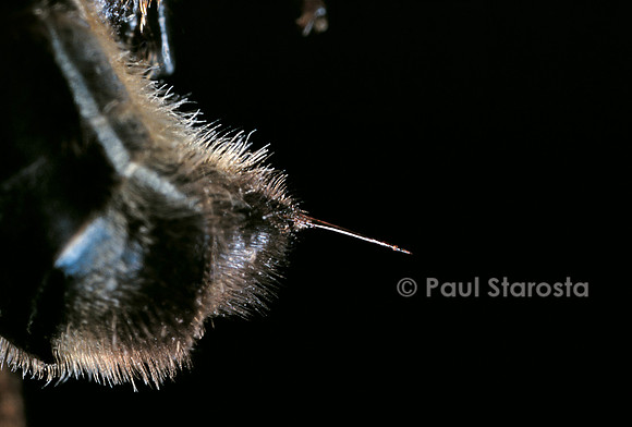 Apis mellifera (abeille) - dard