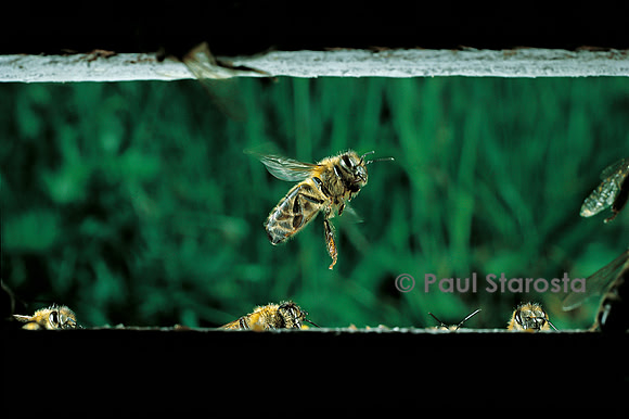 Apis mellifera (abeille) - départ de la ruche