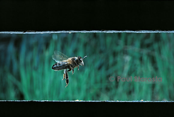 Apis mellifera (abeille) - départ de la ruche