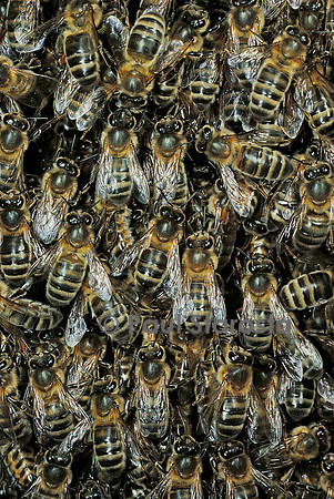 Apis mellifera (abeille) - abeilles dans l'essaim