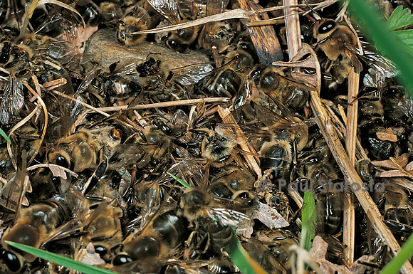 Apis mellifera (abeille) - abeilles mortes à l'entrée de la ruche