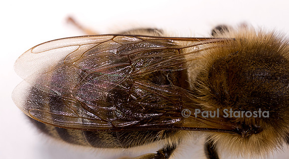Apis mellifera (abeille) - ailes
