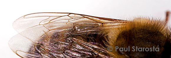 Apis mellifera (abeille) - ailes