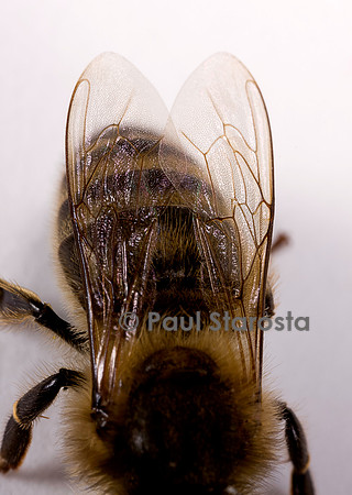 Apis mellifera (abeille) - ailes