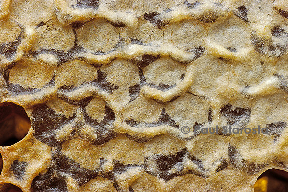 Apis mellifera (abeille) -  alvéoles à miel