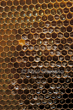 Apis mellifera (abeille) -  alvéoles à miel