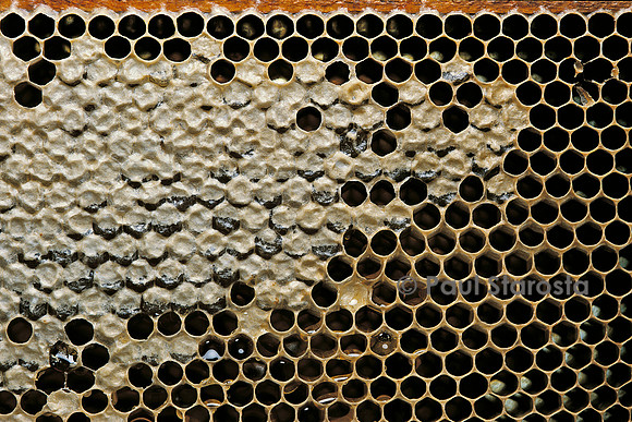 Apis mellifera (abeille) -  alvéoles à miel