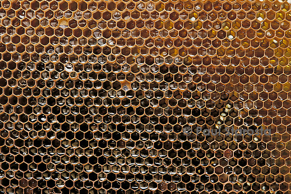 Apis mellifera (abeille) -  alvéoles à miel