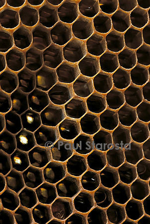 Apis mellifera (abeille) -  alvéoles à miel