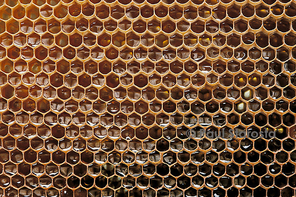 Apis mellifera (abeille) - alvéoles à miel