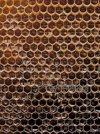 Apis mellifera (abeille) - alvéoles à miel