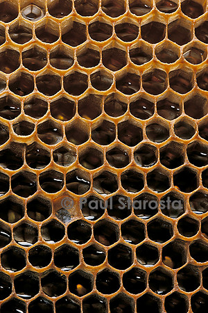 Apis mellifera (abeille) - alvéoles à miel